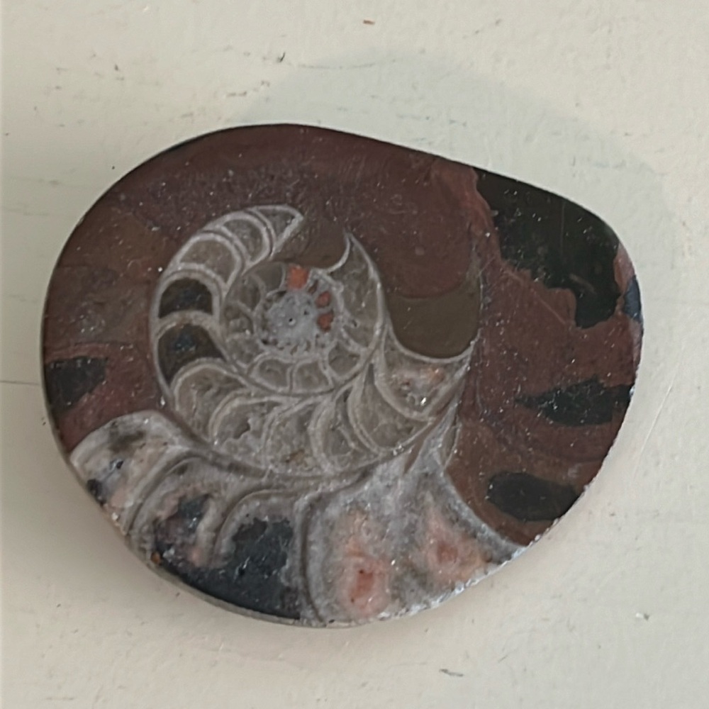 Beautiful Ammonite fossil.